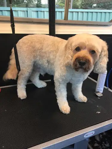 Happy Go Puppy - Pet Groomer in Como