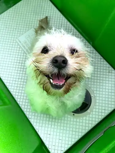 Happy Pets Dog Wash And Grooming - Pet Groomer in Narangba