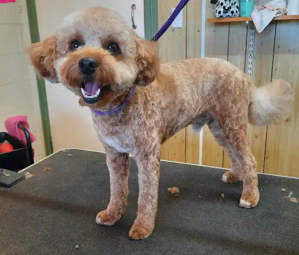 Happy Tails Dog Grooming Salon - Pet Groomer in Katherine East