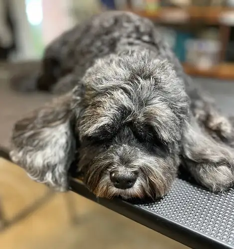 HappyDoggySpa - Pet Groomer in Point Arkwright
