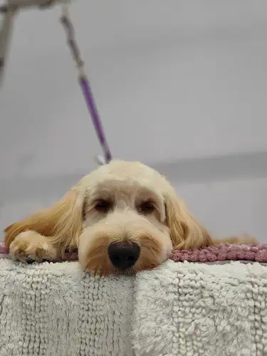 Head 2 Tail Grooming Salon - Pet Groomer in Wyong