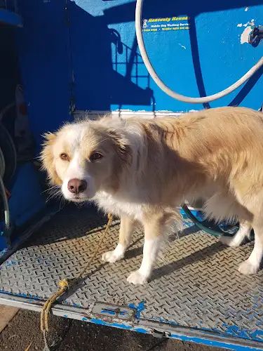 Heavenly Hounds Mobile Dog Washing - Pet Groomer in Caringbah South