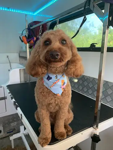 Heavenly Hounds Organic Dog Grooming - Pet Groomer in Rochedale South
