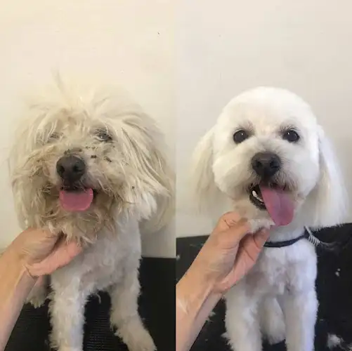 Hello Petty Grooming Salon - Pet Groomer in Banksia