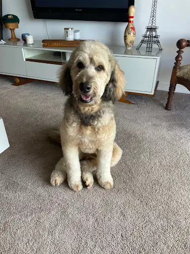 Hey Dawg Grooming Co - Pet Groomer in Oyster Bay