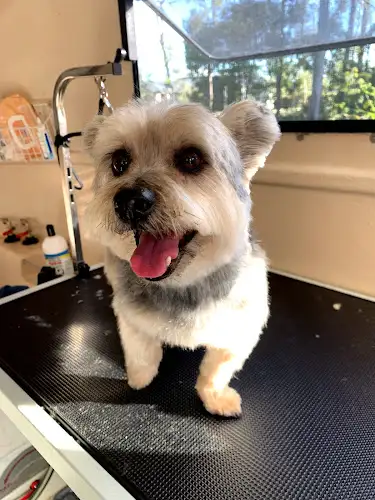 Hinterland Hounds Mobile Dog Grooming - Pet Groomer in Crohamhurst