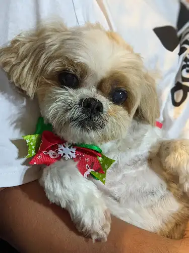 Hollywood Pets - Pet Groomer in Five Dock