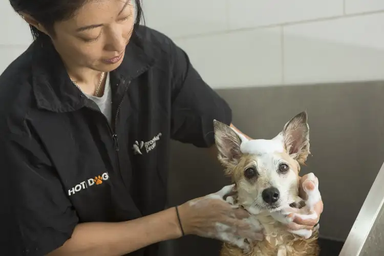 Hot Dog Cool Cat Pet Salon - Pet Groomer in Erskineville