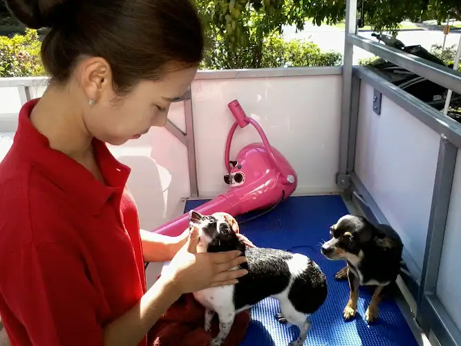 Hot Doggy Dog Grooming Ryde - Pet Groomer in Eastwood