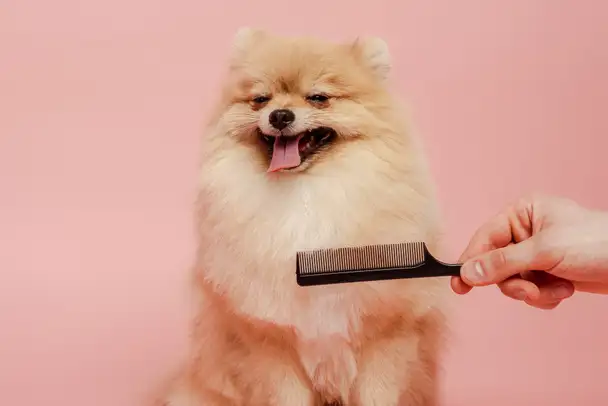 Impact Dog Grooming - Pet Groomer in Glenhaven