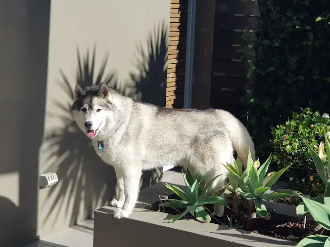 Impeccable Pets - Pet Groomer in Corrimal