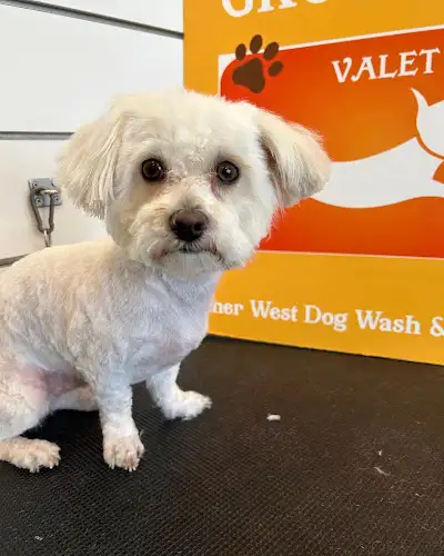 Inner West Dog Wash & Grooming - Pet Groomer in Petersham