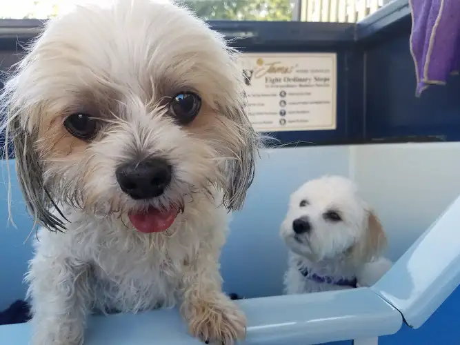 James Home Services Mobile Pet Grooming & Hydrobath - Yeronga - Pet Groomer in Bracalba