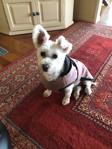 Jayne's Dog Grooming - Pet Groomer in Maleny