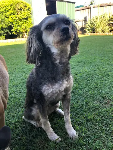 Jenni's Pet Clipping - Pet Groomer in Bundamba