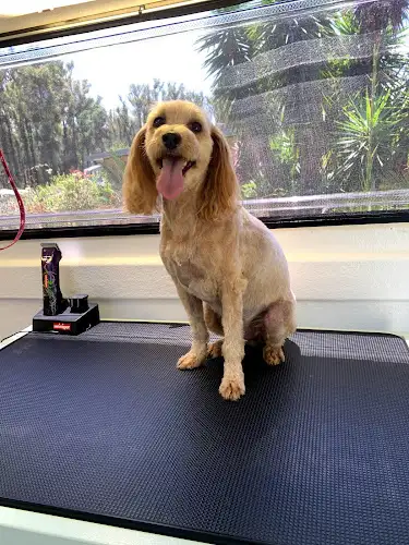 Jess' Dirty Dogs - Pet Groomer in Tianjara