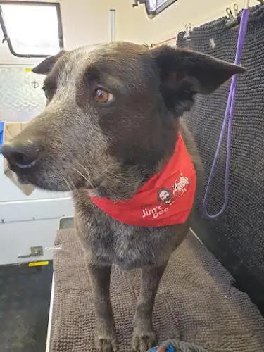Jim's Dog Wash Albion Park - Pet Groomer in Dunmore