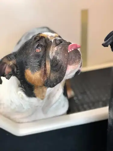 Jim's Dog Wash And Grooming Blaxland - Pet Groomer in Emerton