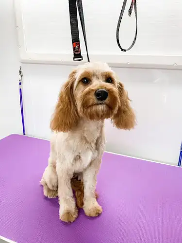 Jim's Dog Wash And Grooming Gregory Hills - Pet Groomer in Englorie Park