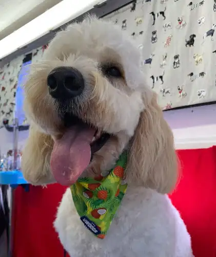 Jim's Dog Wash And Grooming Oran Park South - Pet Groomer in Elizabeth Hills