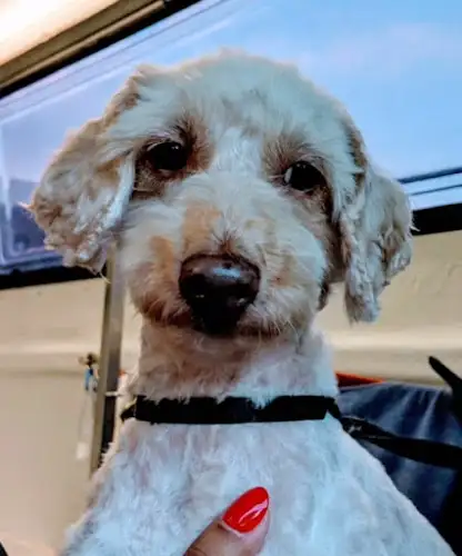 Jim's Dog Wash And Grooming Prestons - Pet Groomer in Ashcroft