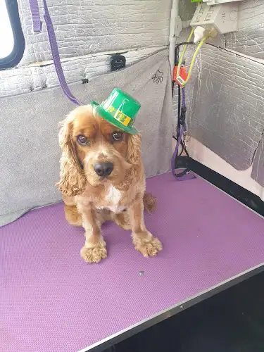 Jim's Dog Wash And Grooming Queanbeyan - Pet Groomer in Environa