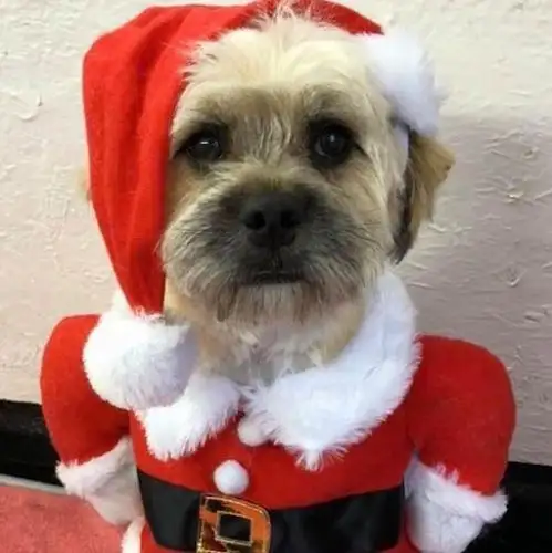 Jim’s Dog Wash And Grooming Riverina - Pet Groomer in Ardlethan