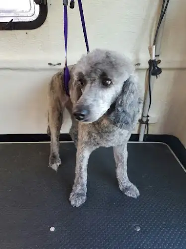 Jim's Dog Wash And Grooming Wagga Wagga - Pet Groomer in Estella