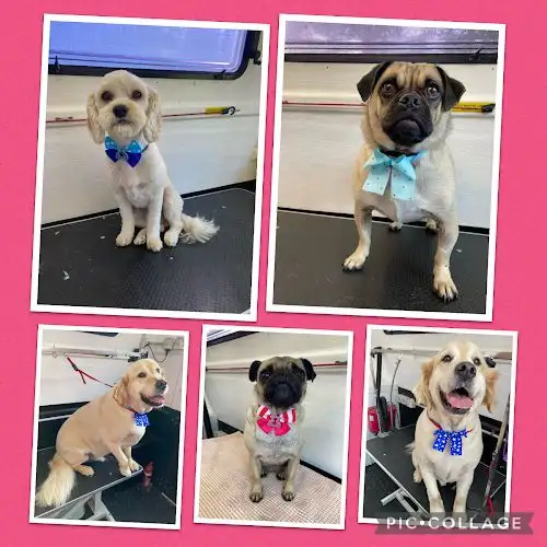 Jim's Dog Wash Bomaderry - Pet Groomer in Tapitallee