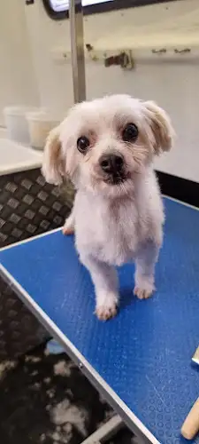 Jim's Dog Wash Bossley Park - Pet Groomer in Elizabeth Hills