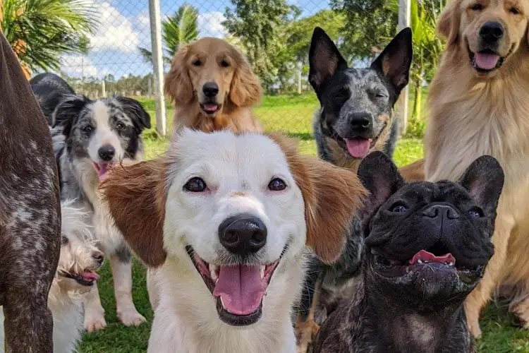 Jim's Dog Wash Calamvale - Pet Groomer in Calamvale
