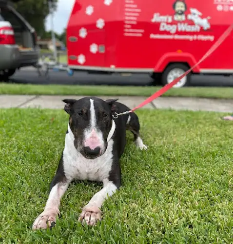 Jim's Dog Wash Carrara - Pet Groomer in Boronia Heights