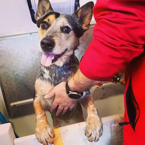 Jim's Dog Wash Corrimal - Pet Groomer in Tarrawanna