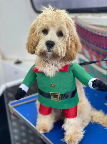 Jim's Dog Wash Kiama - Pet Groomer in Kiama Downs