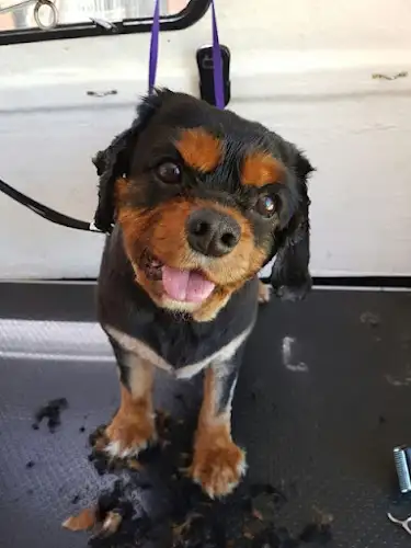 Jim's Dog Wash Kirwan - Pet Groomer in Shirbourne