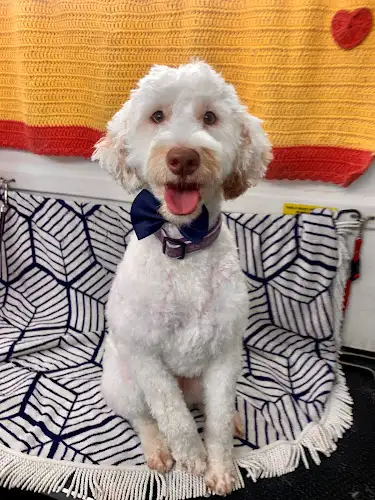 Jim's Dog Wash Mollymook - Pet Groomer in Termeil