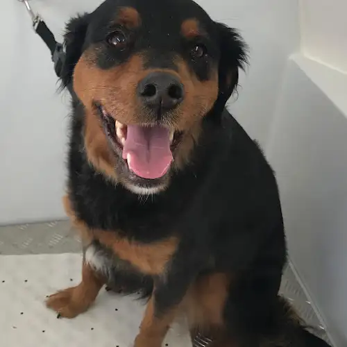 Jim's Dog Wash Mount Annan - Pet Groomer in Ruse