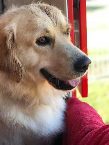 Jim's Dog Wash Oran Park - Pet Groomer in Englorie Park