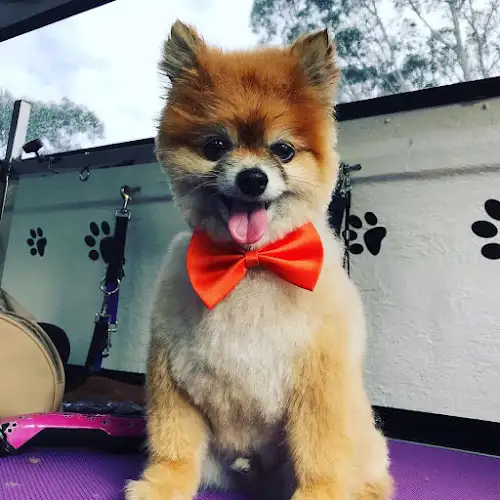 Jim's Dog Wash Port Macquarie West - Pet Groomer in Bynoe Harbour