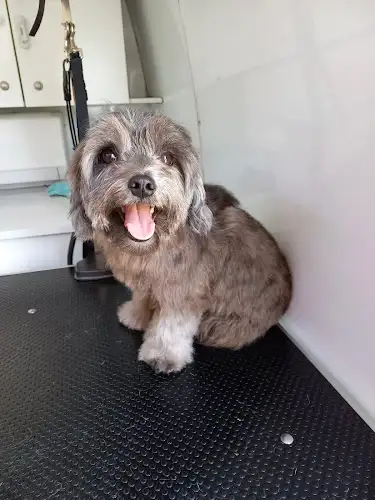 Jim's Dog Wash Sandy Bay - Pet Groomer in Hobart