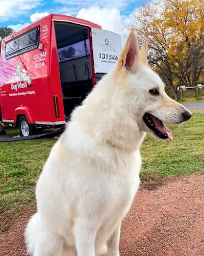 Jim's Dog Wash Shell Cove - Pet Groomer in Shell Cove