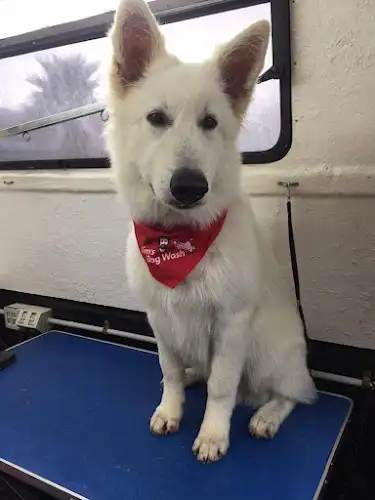 Jim's Dog Wash Sussex Inlet - Pet Groomer in Sanctuary Point