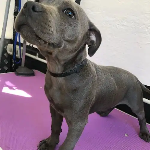 Jim's Dog Wash Upper Mount Gravatt - Pet Groomer in Nathan