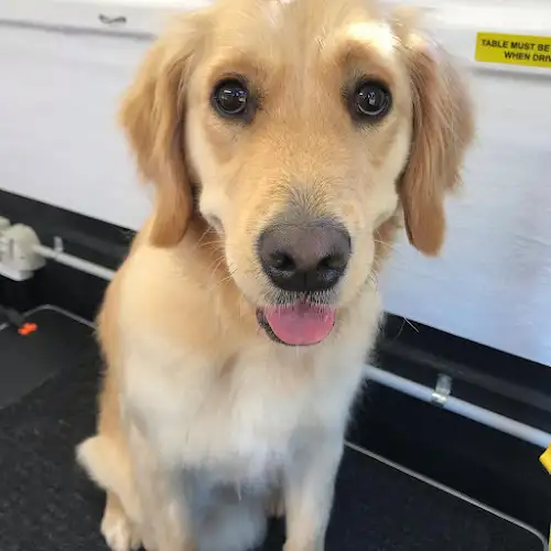 Jim's Dog Wash Warilla - Pet Groomer in Warilla