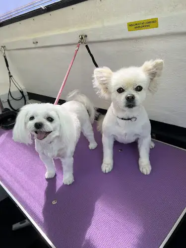 Jim's Dog Wash West Lakes - Pet Groomer in West Lakes Shore