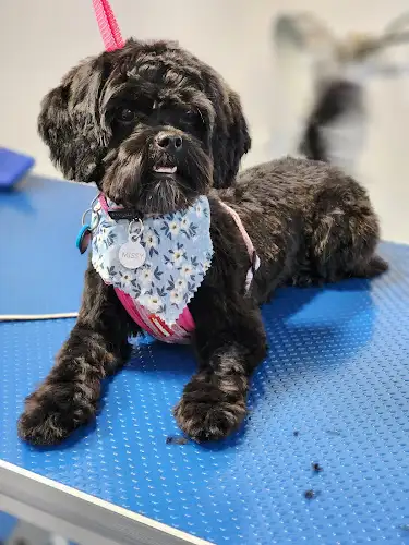 JJ's Pawfect Groom - Pet Groomer in Bli Bli