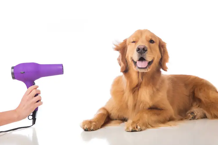 Jo's Barking Bubbles - Pet Groomer in Glenwood
