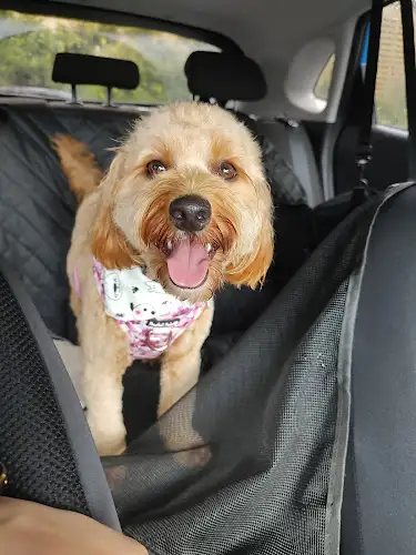 JUST 4 PAWS - Pet Groomer in Engadine