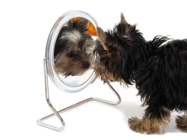 Just Muts - Pet Groomer in Mount Pritchard