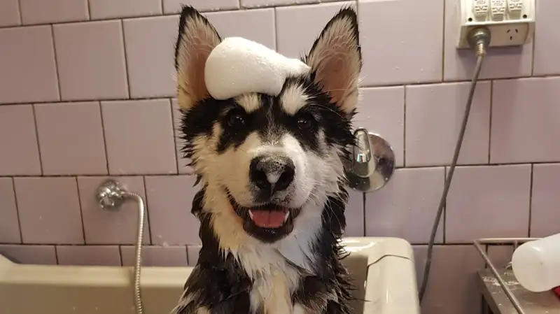 Just Pawz Dog Grooming - Pet Groomer in Reservoir
